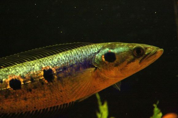 龍魚配魚排名（適合與龍魚混養的魚類排名，選擇與龍魚混養的魚類需要考慮到多種因素）