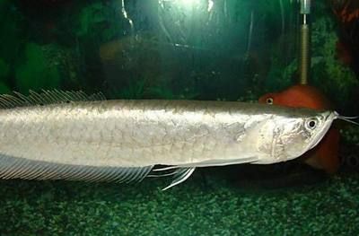 銀龍魚牙齒圖片（關(guān)于銀龍魚牙齒的一些詳細(xì)信息）