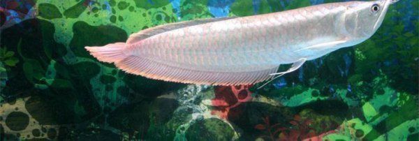 銀龍魚牙齒圖片（關(guān)于銀龍魚牙齒的一些詳細(xì)信息）