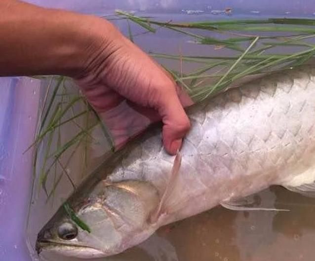龍魚水溫多少度合適釣魚用：龍魚最佳養殖水溫是多少