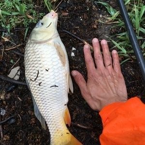 龍魚水溫多少度合適釣魚用：龍魚最佳養殖水溫是多少