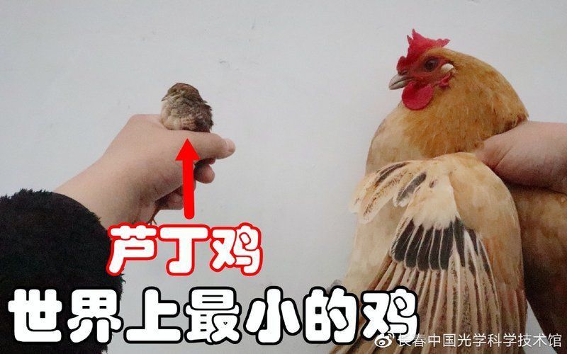 黃燈與白燈對動物的影響