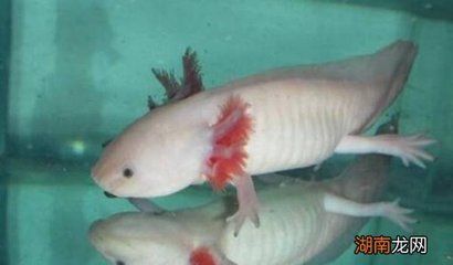龍魚吃泥鰍嗎會死嗎：龍魚可以吃泥鰍嗎，