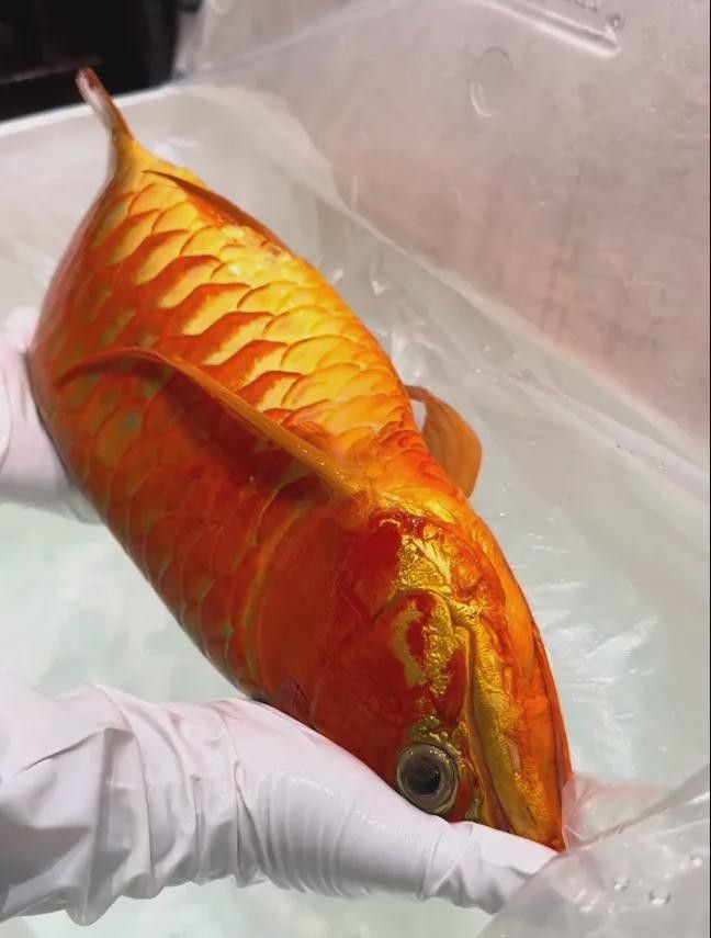 龍魚掉眼手術(shù)多久恢復(fù)好