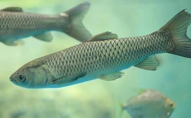 龍魚趴缸的主要原因：龍魚老趴缸是什么原因引起的？