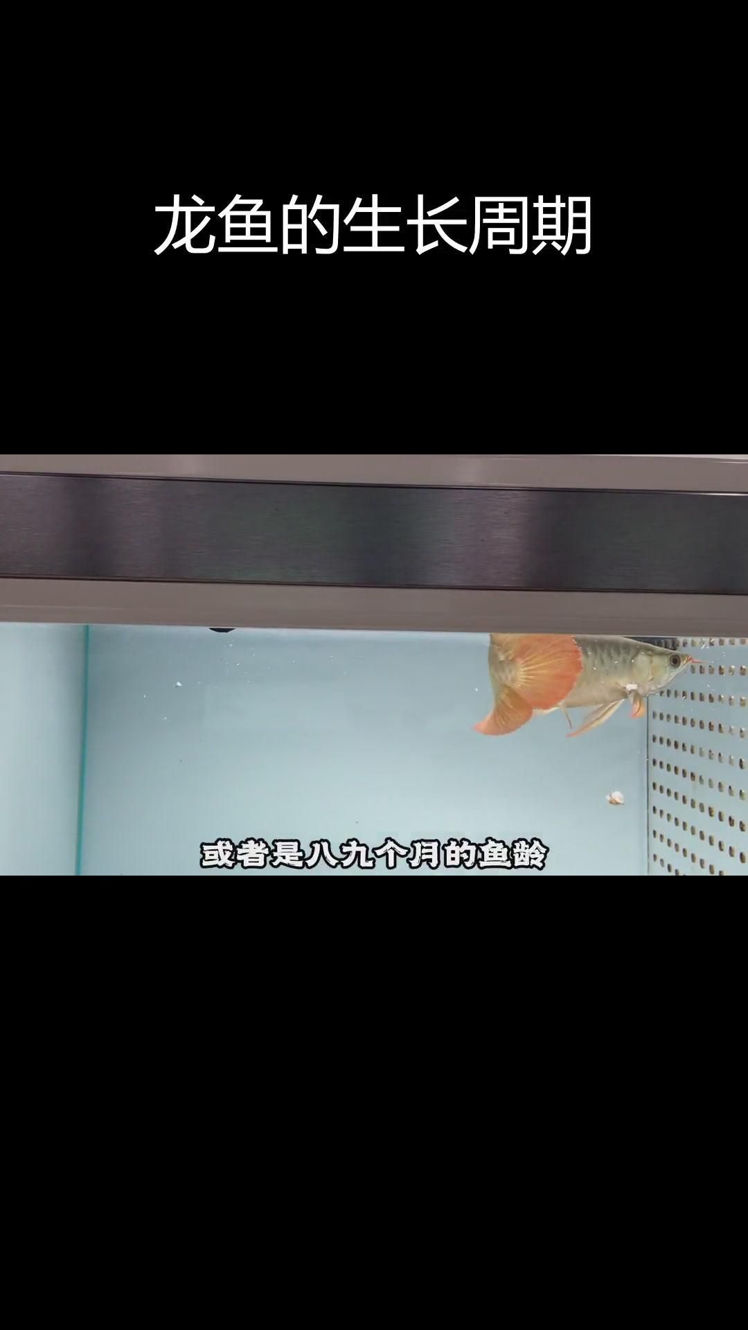 龍魚后三鰭增大需要多長時間？ 龍魚后三鰭增大需要多長時間？ 龍魚百科 第1張