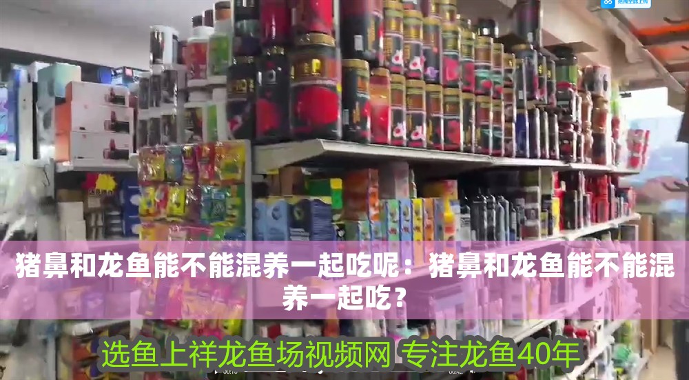豬鼻和龍魚能不能混養一起吃呢:豬鼻和龍魚能不能混養一起吃? 龍魚百科 第1張 豬鼻和龍魚能不能混養一起吃呢:豬鼻和龍魚能不能混養一起吃? 豬鼻和龍魚能不能混養一起吃呢:豬鼻和龍魚能不能混養一起吃? 龍魚百科 第1張