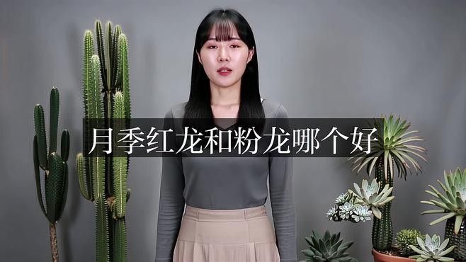 紅龍和粉龍哪個(gè)更值得種植？