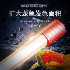 紅龍魚烤色燈安裝位置圖：紅龍魚烤色燈安裝位置