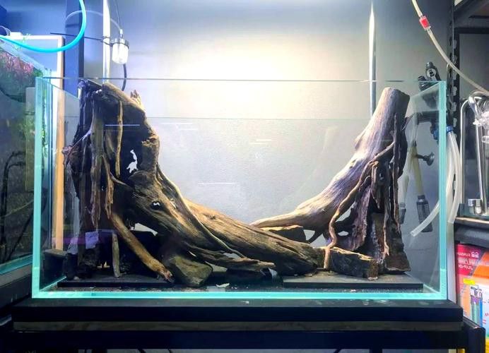 沉木放魚缸哪個位置最好 沉木放魚缸哪個位置最好 龍魚百科 第2張