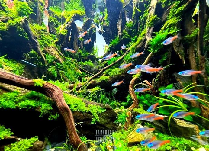 沉木放魚缸哪個位置最好 沉木放魚缸哪個位置最好 龍魚百科 第3張
