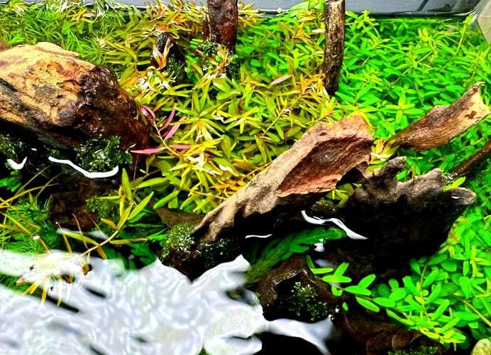 沉木放魚缸哪個位置最好 沉木放魚缸哪個位置最好 龍魚百科 第4張