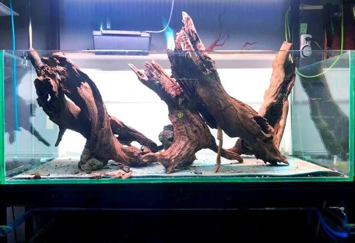 沉木放魚缸哪個位置最好 沉木放魚缸哪個位置最好 龍魚百科 第5張