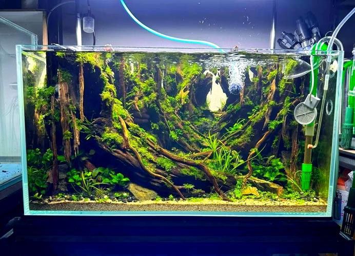 沉木放魚缸哪個位置最好 沉木放魚缸哪個位置最好 龍魚百科 第6張