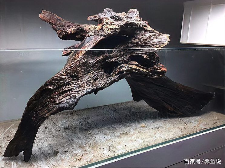 沉木放魚缸哪個位置最好 沉木放魚缸哪個位置最好 龍魚百科 第9張