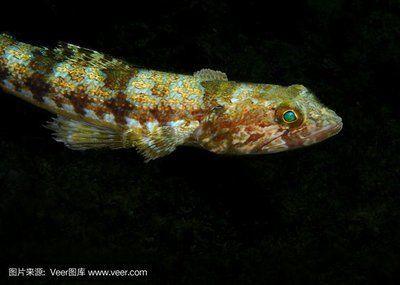 深海黑龍魚（深海黑龍魚不是一個標準的科學術語）