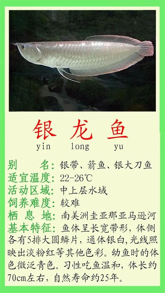 最便宜的銀龍魚多少錢一只 最便宜的銀龍魚多少錢一只 龍魚百科 第12張