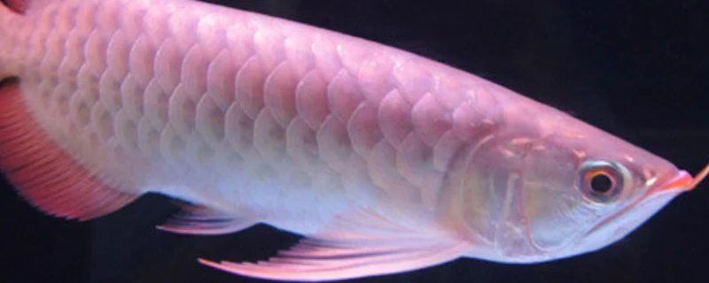 最便宜的銀龍魚多少錢一只 最便宜的銀龍魚多少錢一只 龍魚百科 第15張