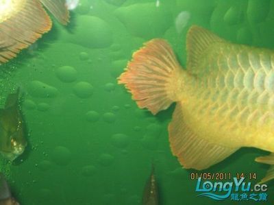 龍魚用什么麻藥消毒：龍魚在養(yǎng)殖過程中需要進行手術或治療外傷時，通常需要使用麻藥進行消毒 龍魚用什么麻藥消毒：龍魚在養(yǎng)殖過程中需要進行手術或治療外傷時，通常需要使用麻藥進行消毒 龍魚百科 第3張