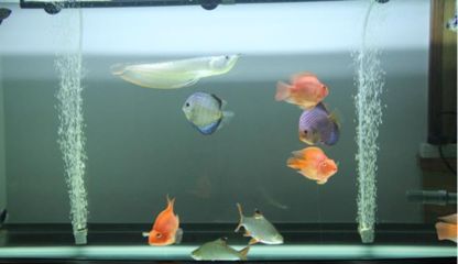 巴西亞魚混養注意事項：巴西亞魚混養指南