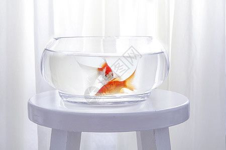 魚缸圖片大全價格及圖片（魚缸景觀布置技巧）
