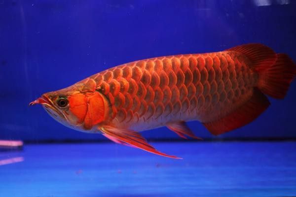 紅龍魚發色的最佳溫度是多少度