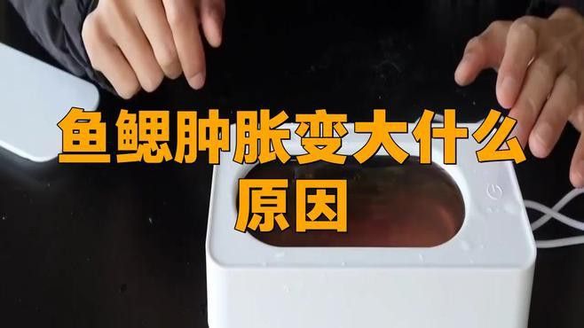 金龍魚在缸頂不動