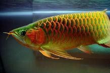 金龍魚在缸頂不動
