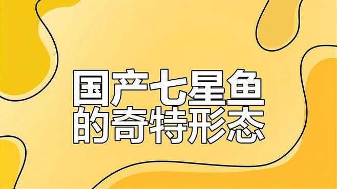 七星雷龍魚