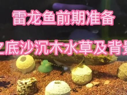 雷龍魚缸用什么底砂