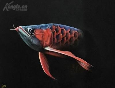 龍魚協(xié)會（龍魚協(xié)會將繼續(xù)發(fā)揮其重要作用，推動龍魚行業(yè)發(fā)展和繁榮）