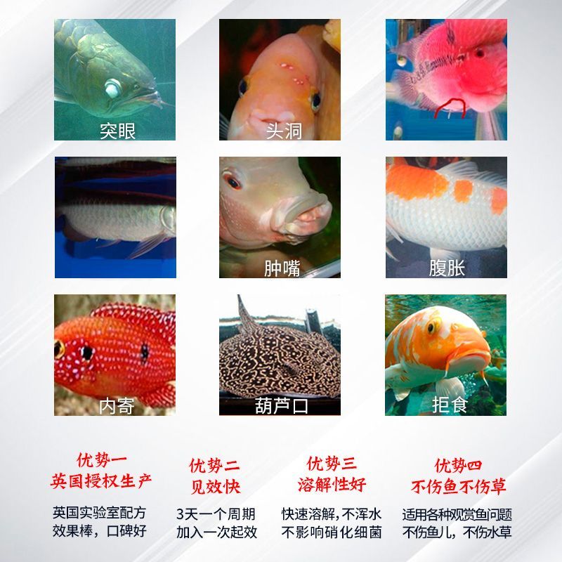 龍魚(yú)怎么預(yù)防內(nèi)寄：為了預(yù)防龍魚(yú)的內(nèi)寄生蟲(chóng)，飼主可以采取一系列措施來(lái)維護(hù)水質(zhì)健康