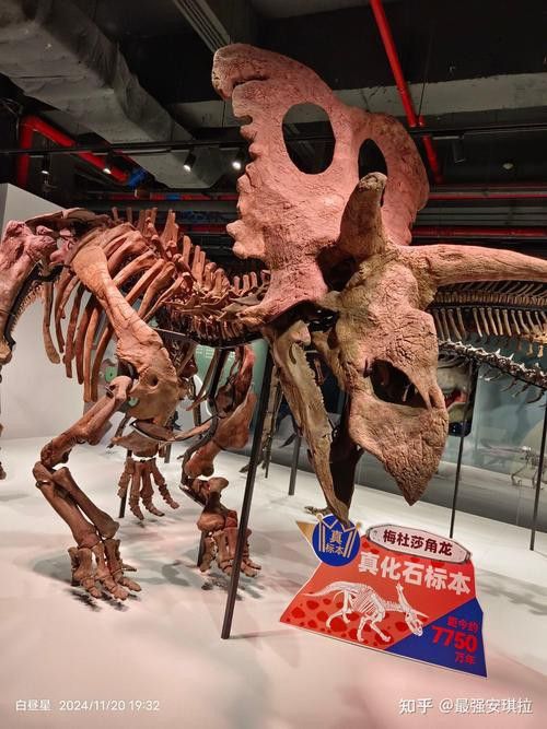 三角恐龍魚吃什么東西好