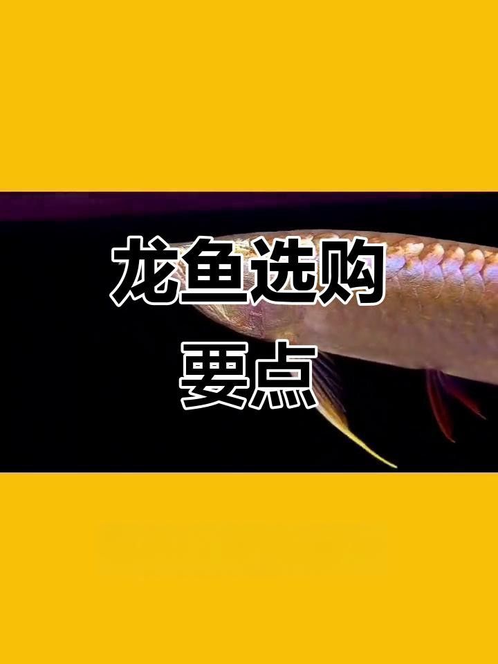 如何判斷紅龍幼體是否健康？