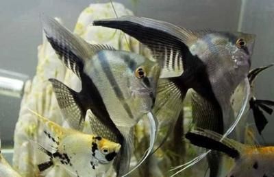 龍魚地圖魚混養：創新的龍魚地圖魚混養方法龍魚地圖魚混養方法 龍魚地圖魚混養：創新的龍魚地圖魚混養方法龍魚地圖魚混養方法 龍魚百科 第2張