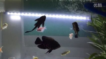 龍魚地圖魚混養：創新的龍魚地圖魚混養方法龍魚地圖魚混養方法 龍魚地圖魚混養：創新的龍魚地圖魚混養方法龍魚地圖魚混養方法 龍魚百科 第3張