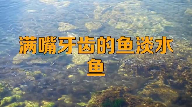 哪些淡水魚有牙齒 哪些淡水魚有牙齒 龍魚百科 第2張