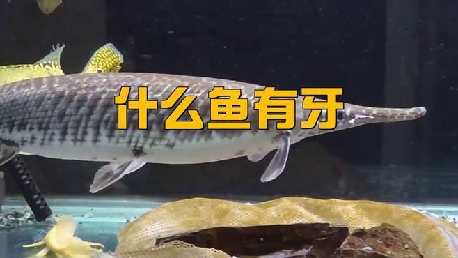 哪些淡水魚有牙齒 哪些淡水魚有牙齒 龍魚百科 第4張