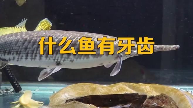 哪些淡水魚有牙齒 哪些淡水魚有牙齒 龍魚百科 第3張