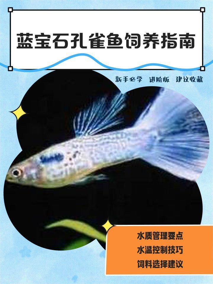 藍寶石魚養多少條合適 藍寶石魚養多少條合適 龍魚百科 第2張