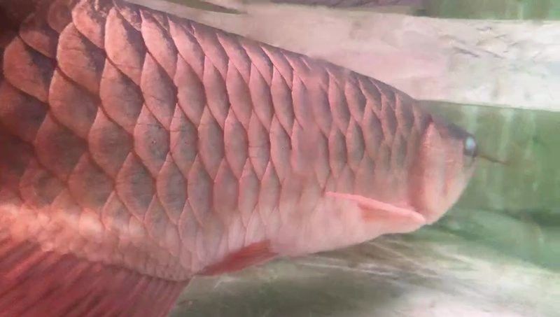 龍魚黑身松鱗病的癥狀有哪些？