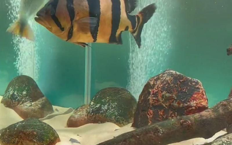 藍帆3間魚多少錢一斤