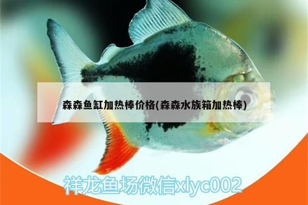 泗水龍魚價格表和圖片