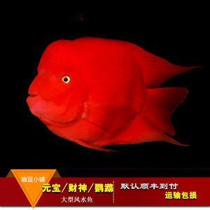紅色的銀龍魚（紅色的銀龍魚，比紅龍還紅,太神奇了）
