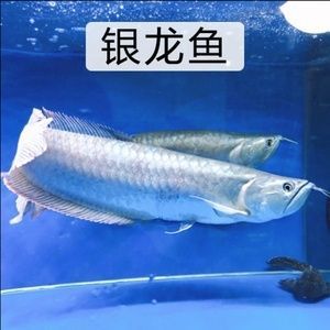 紅色的銀龍魚（紅色的銀龍魚，比紅龍還紅,太神奇了）
