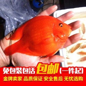 紅色的銀龍魚（紅色的銀龍魚，比紅龍還紅,太神奇了）