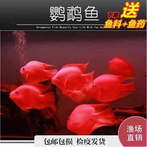紅色的銀龍魚（紅色的銀龍魚，比紅龍還紅,太神奇了）
