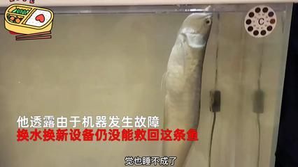 最貴銀龍魚多少錢一條（最貴的銀龍魚價格） 最貴銀龍魚多少錢一條（最貴的銀龍魚價格） 龍魚百科 第5張