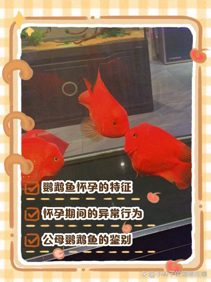 如何判斷翡翠龍魚(yú)是否懷孕？ 如何判斷翡翠龍魚(yú)是否懷孕？ 龍魚(yú)百科 第2張