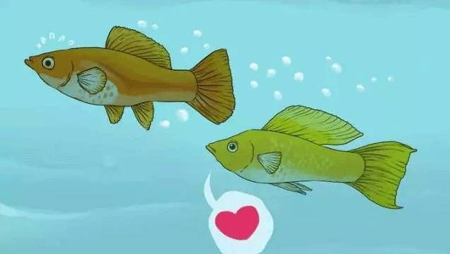 如何判斷翡翠龍魚(yú)是否懷孕？ 如何判斷翡翠龍魚(yú)是否懷孕？ 龍魚(yú)百科 第7張
